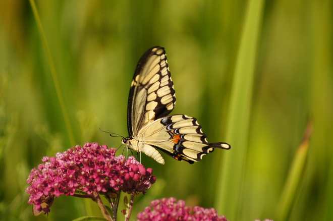 swallowtail butterfly Enterprise, Ontario Canada