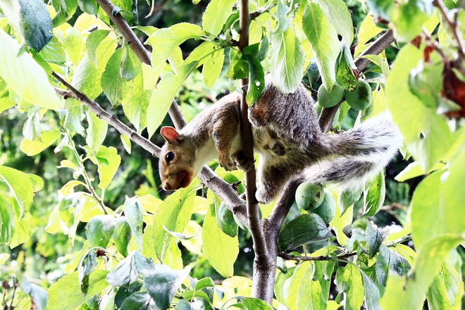 Squirrel Surrey, British Columbia Canada