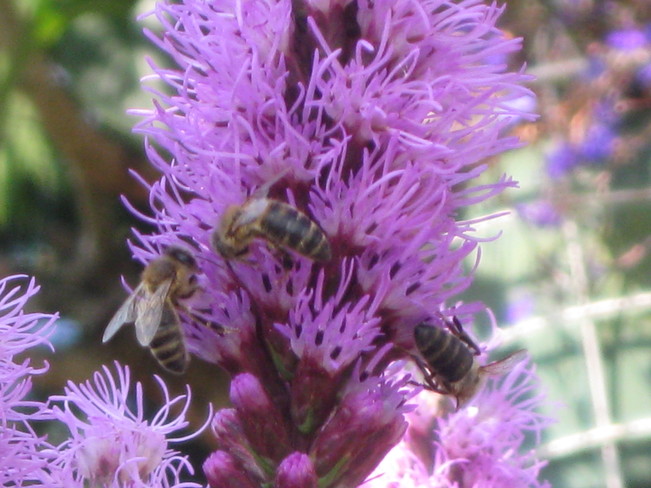 bees on my liatris spicata plant Surrey, British Columbia Canada