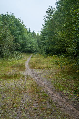 Rainy day trail Fredericton, New Brunswick Canada