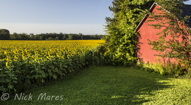 sunflower field Flamborough, Ontario Canada