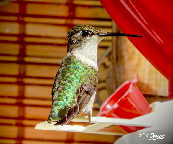 Hummingbird Female Smiths Falls, Ontario Canada