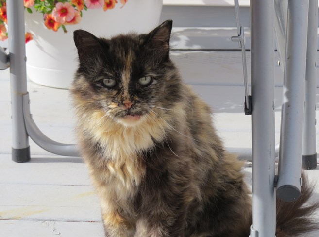 grumpy cat Brandon, Manitoba Canada
