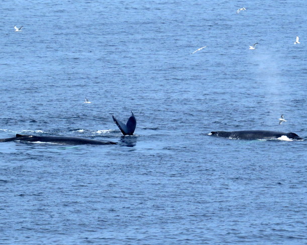 Whales Bonavista, Newfoundland and Labrador Canada