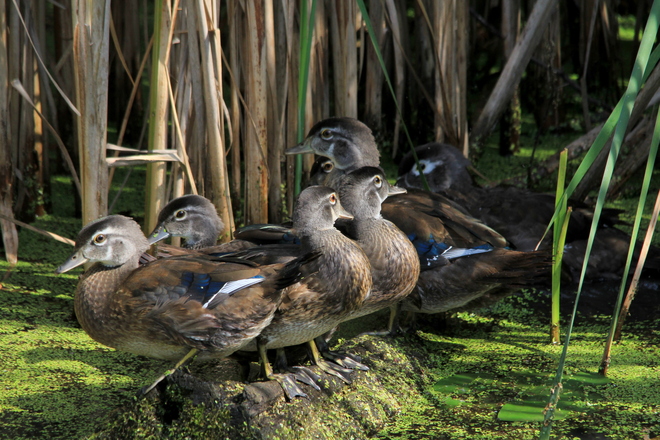 Young Wood Ducks Fergus, Ontario Canada