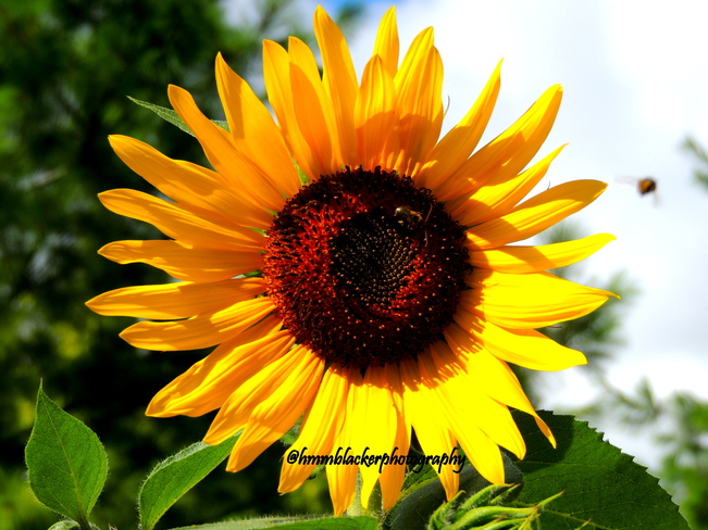 Sunflower Sarnia, Ontario Canada