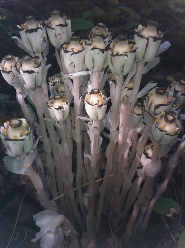 Indian Pipe Mushroom Flower Winnipeg, Manitoba Canada