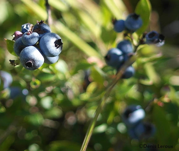 Blue Berry Maberly, Ontario Canada