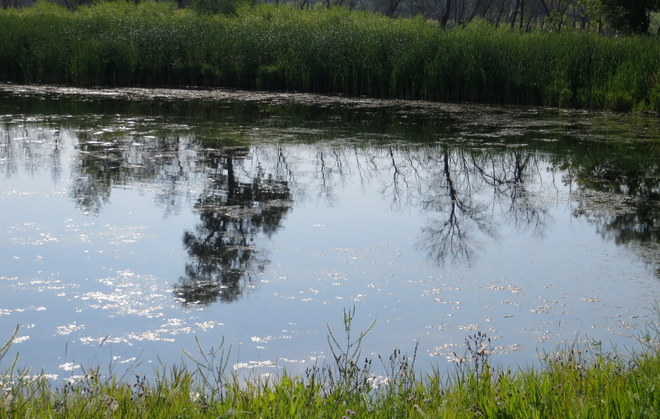 Reflections on the Pond Brandon, Manitoba Canada