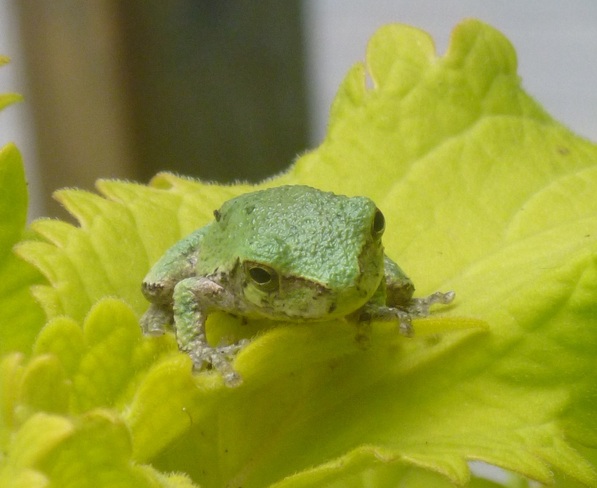 Tiny Frog Smithville, Ontario Canada