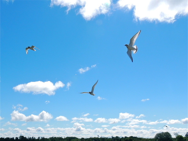 Bonaparte's Gulls Soaring in the Sunshine Port Perry, Ontario Canada