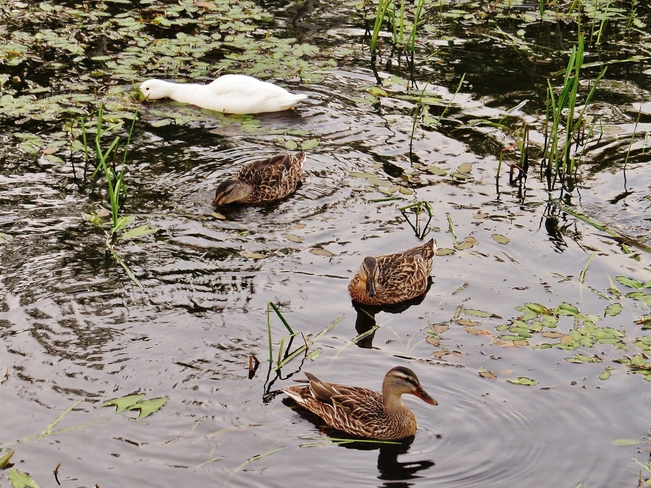 Hungry ducks dabbling here and dabbling there. North Bay, Ontario Canada