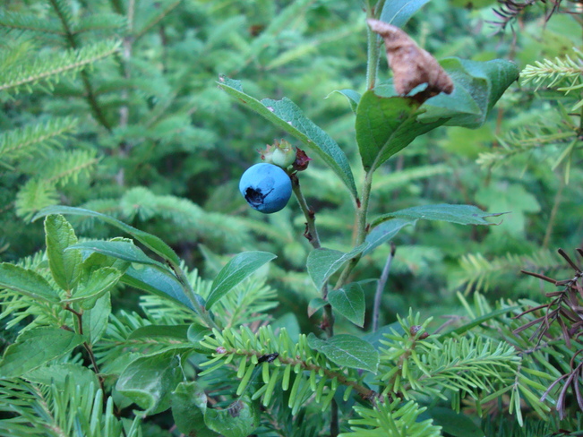 Blueberry picking Richibucto Road, New Brunswick Canada