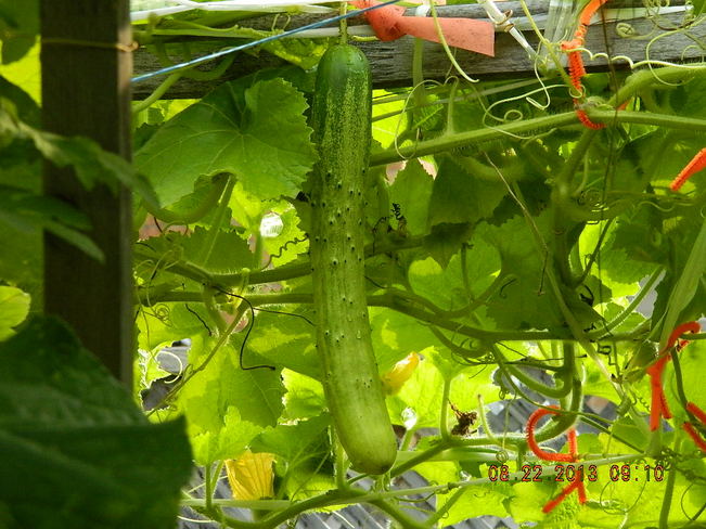 cucumber Markham, Ontario Canada