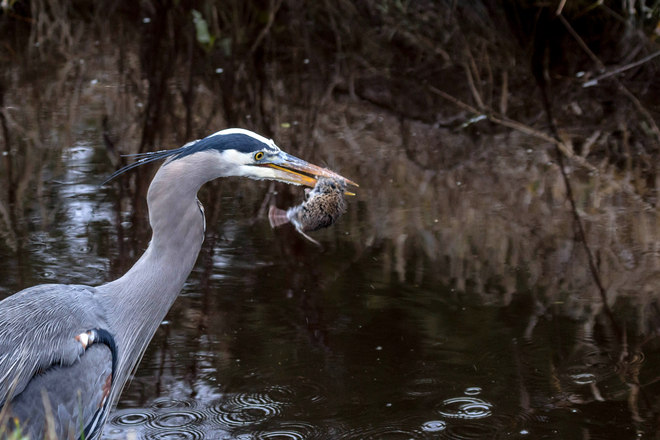 GBH Snagging A Meal Delta, British Columbia Canada
