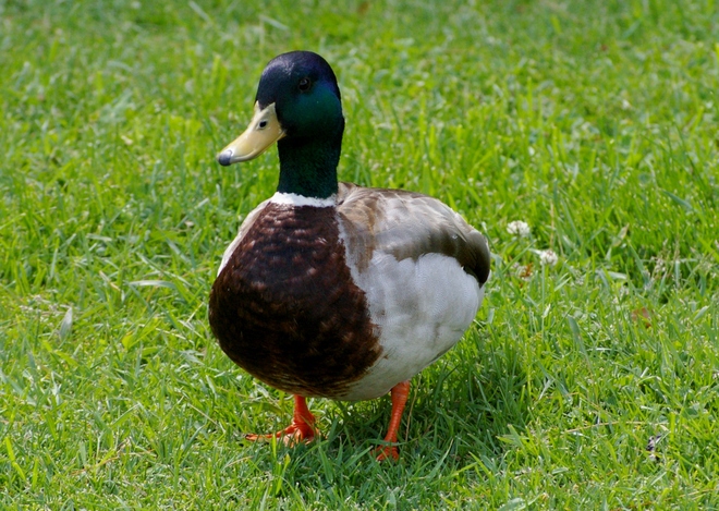 Ducks Greater Sudbury, Ontario Canada
