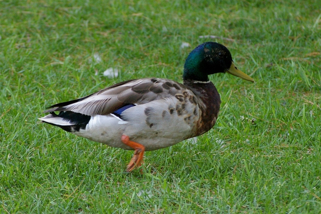 Duck2 Greater Sudbury, Ontario Canada