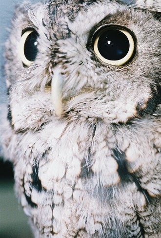 Echo the screech owl Campbellville, Ontario Canada
