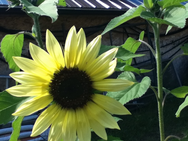 sunflower Chapleau, Ontario Canada