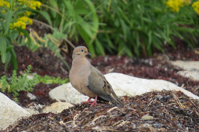Mourning Dove By The Waters Chester, Nova Scotia Canada