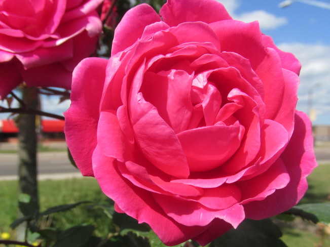 Last Rose of Summer? Moncton, New Brunswick Canada