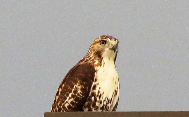 The Hawk Mississauga, Ontario Canada