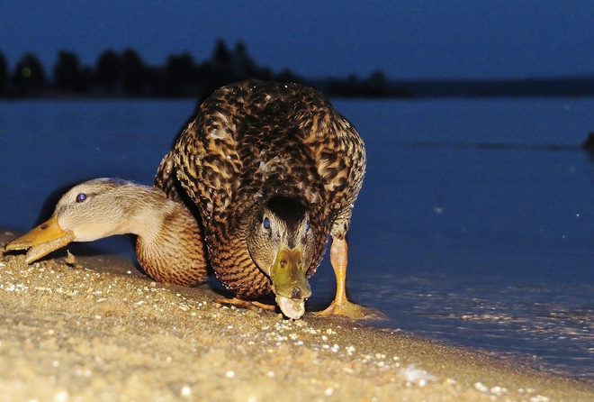 Two headed duck on the shores of Lake Nipissing? North Bay, Ontario Canada