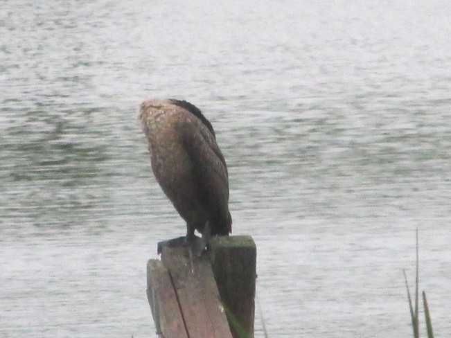 Bird of Prey sits on post Sackville, New Brunswick Canada