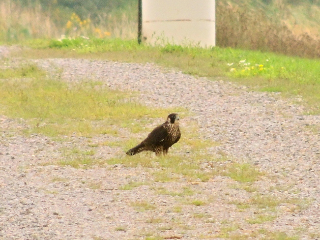Juvenile Peregrine Falcon Port Perry, Ontario Canada