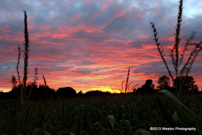 Beautiful sunset over corn field Quyon, Quebec Canada