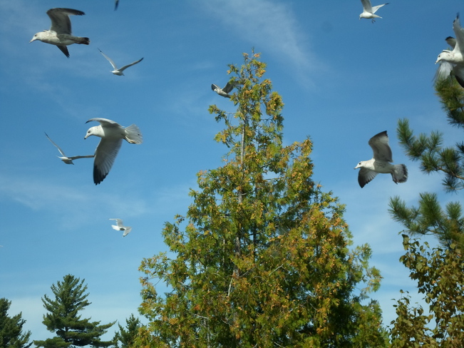 Blue Skies, Sea Gulls in flight Elliot Lake, Ontario Canada