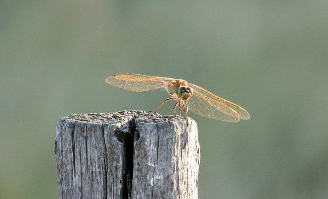 Dragonfly Swift Current, Saskatchewan Canada
