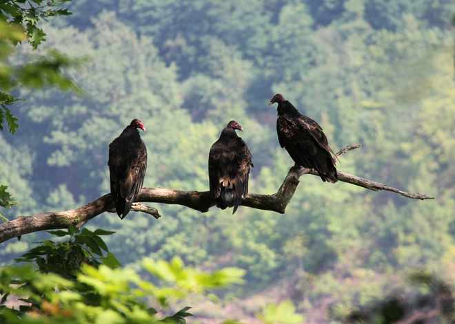 Turkey vultures Welland, Ontario Canada