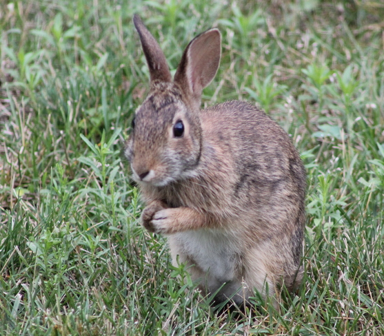 Cottontail Rabbit Brockville, Ontario Canada
