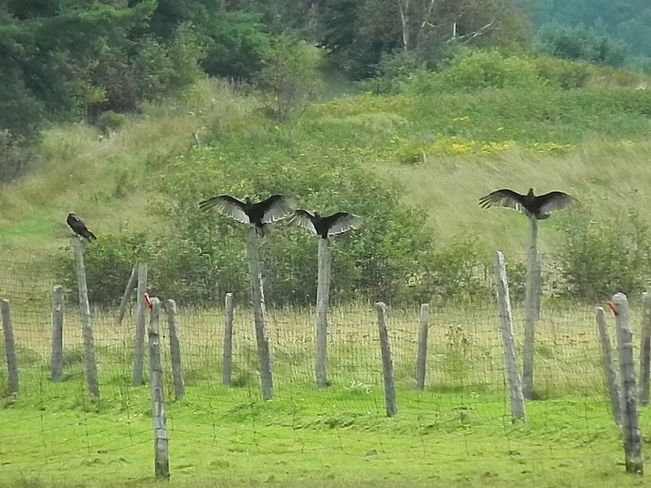 Turkey Vultures Perched on Posts 