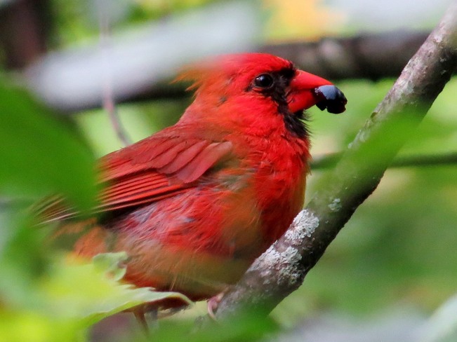 cardinal Brockville, Ontario Canada