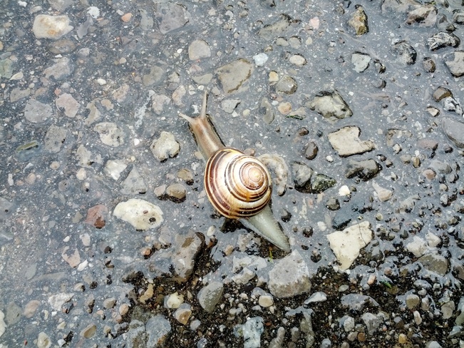 Snail Burlington, Ontario Canada