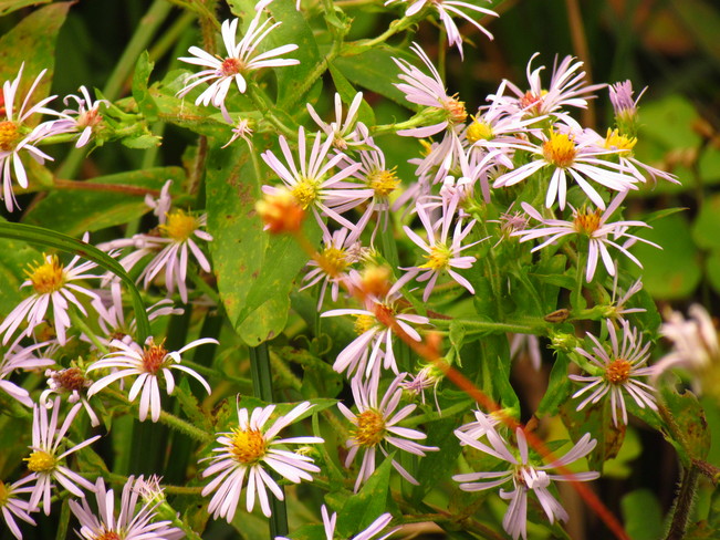 Fall Asters 