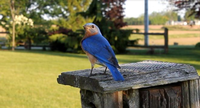 Blue bird Aylmer, Ontario Canada