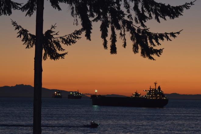 golden sunset through tree Vancouver, British Columbia Canada