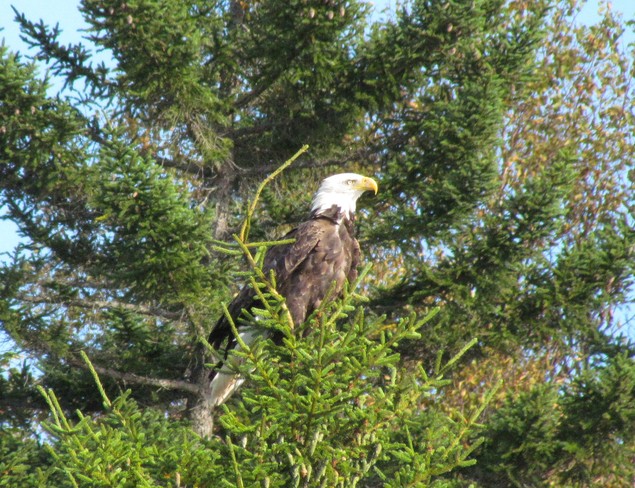 Eagle Saint George, New Brunswick Canada
