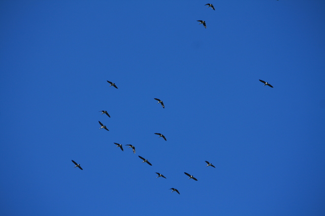 Geese in the sky Clifford, Ontario Canada