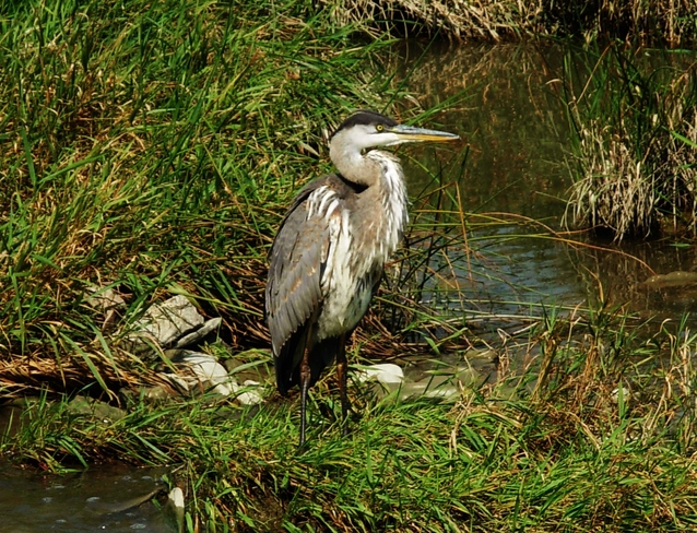 Humber Creek - Great Blue Heron Brampton, Ontario Canada
