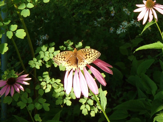 Butterfly on Echinacea Rawdon, Quebec Canada