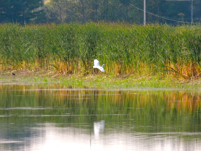 Great Egret - Just Visiting Port Perry, Ontario Canada