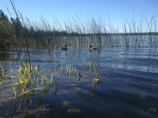 Ducks Christopher Lake, Saskatchewan Canada