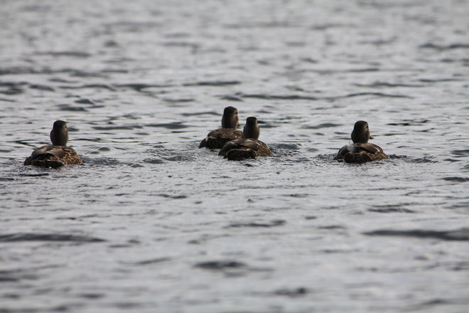 Ducks on the lake Clifford, Ontario Canada