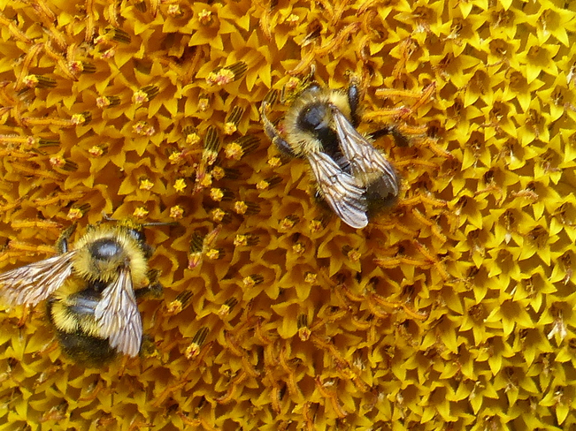 Two bees Grand Forks, British Columbia Canada