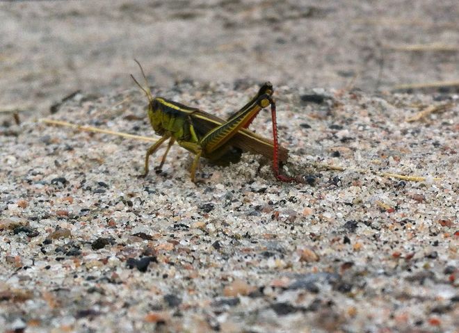 grasshopper North Bay, Ontario Canada