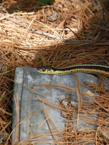 Another Snake... Bexley, Ontario Canada